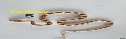 Corn Snake reptiles for sale: Baby Cornsnakes  - Advert 3