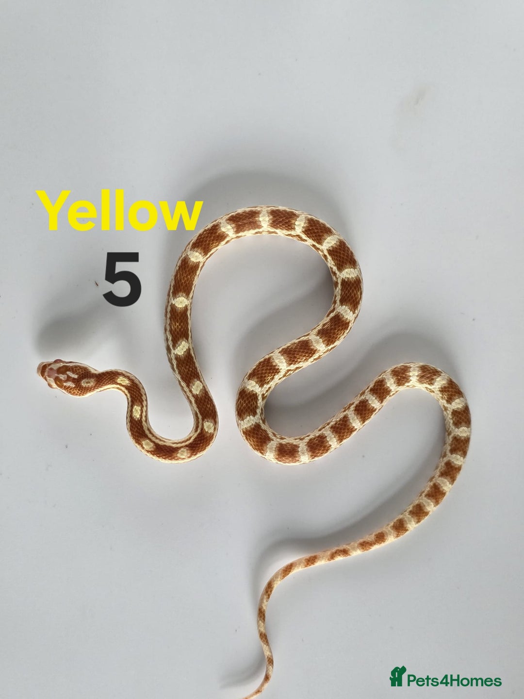 Corn Snake reptiles for sale: Baby Cornsnakes  - Advert 3