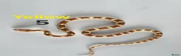 Corn Snake reptiles for sale: Baby Cornsnakes  - Advert 3