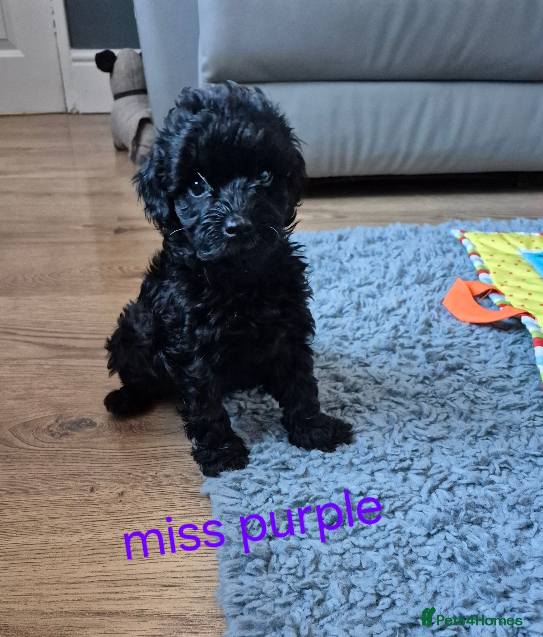 Cavapoo dogs Amazing Miniature cavapoo f1b puppies - Advert 2