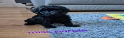 Cavapoo dogs for sale: Amazing Miniature cavapoo f1b puppies - Advert 14