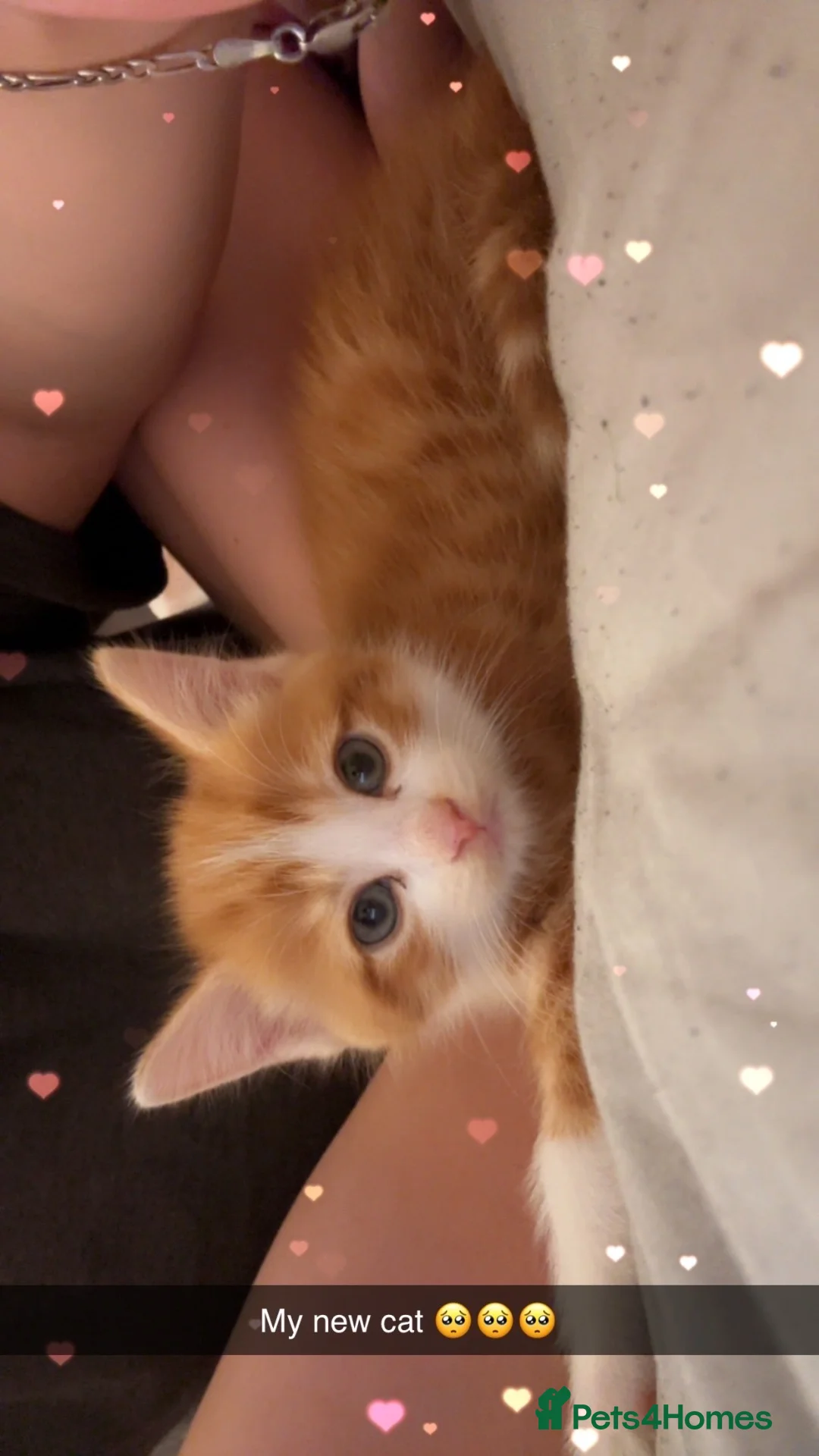 Mixed Breed cats for sale: Cute cat for sale  - Advert 5