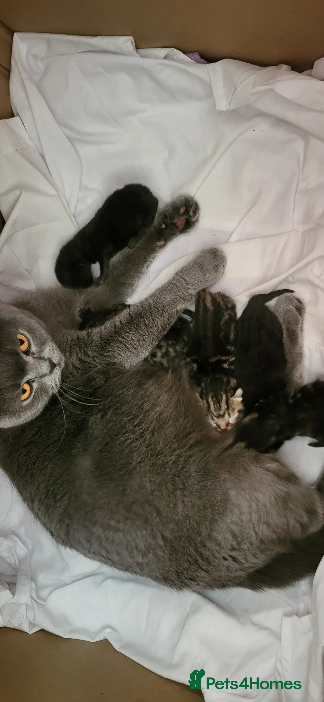 Mixed Breed cats for sale: Cute playful 5 kittens - Advert 2