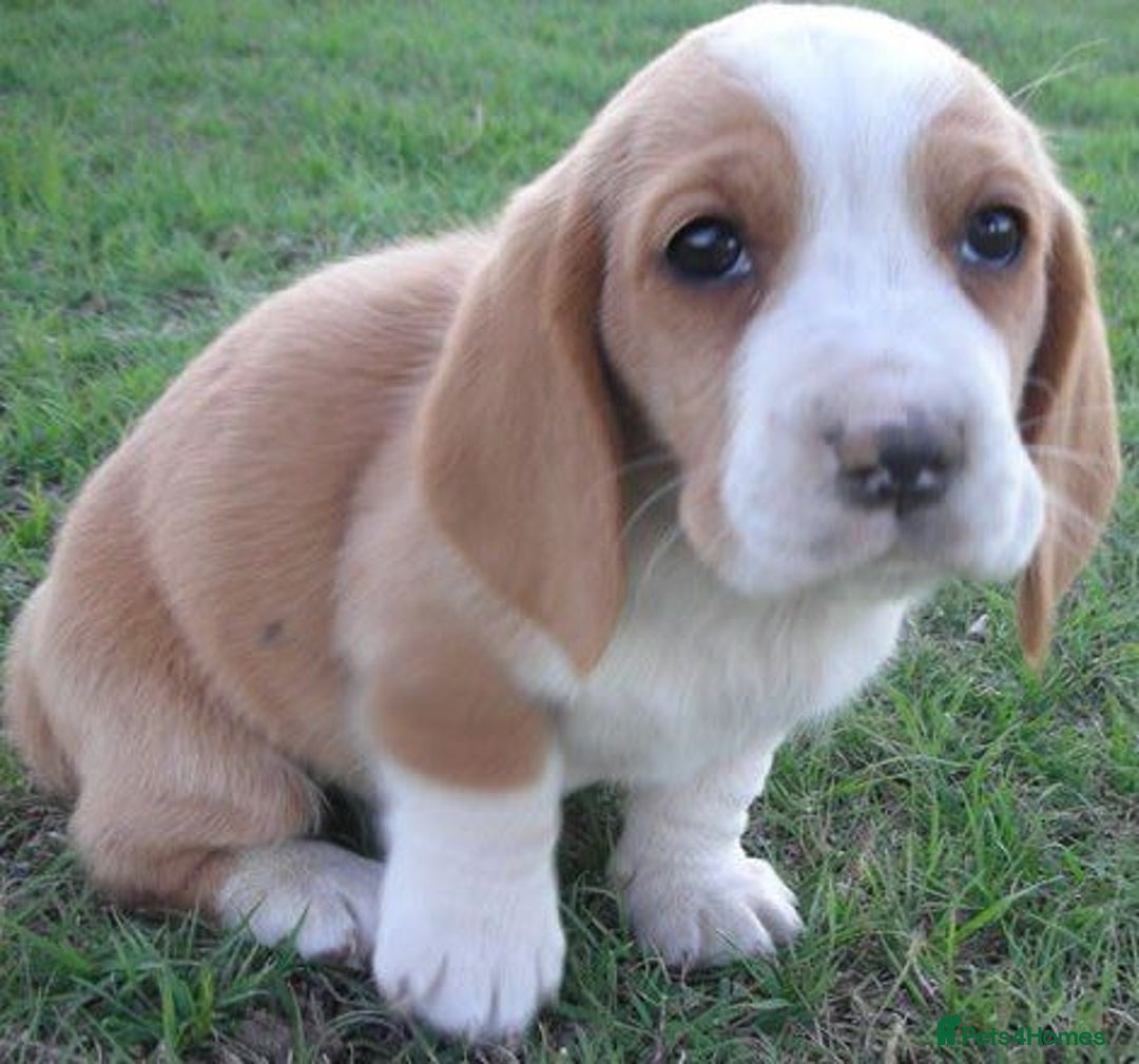 Basset Hound dogs for sale: basset hound puppies - Image 2