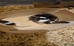 Mouse rodents for sale: Male Mice - Image 3