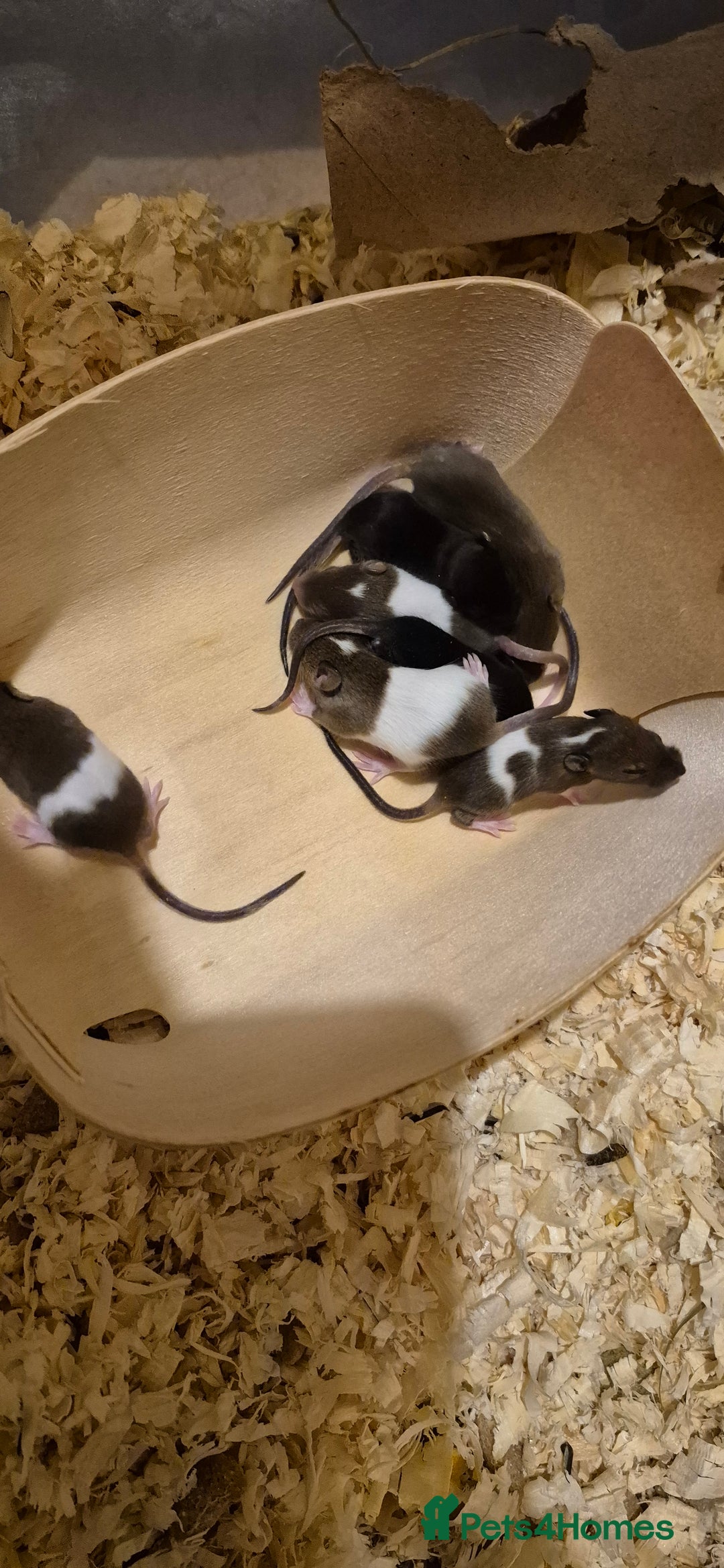 Mouse rodents for sale: Male Mice - Image 3