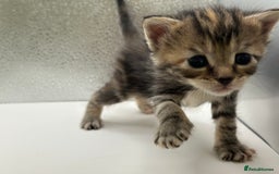 Maine Coon cats for sale: Main coon X  - Image 3