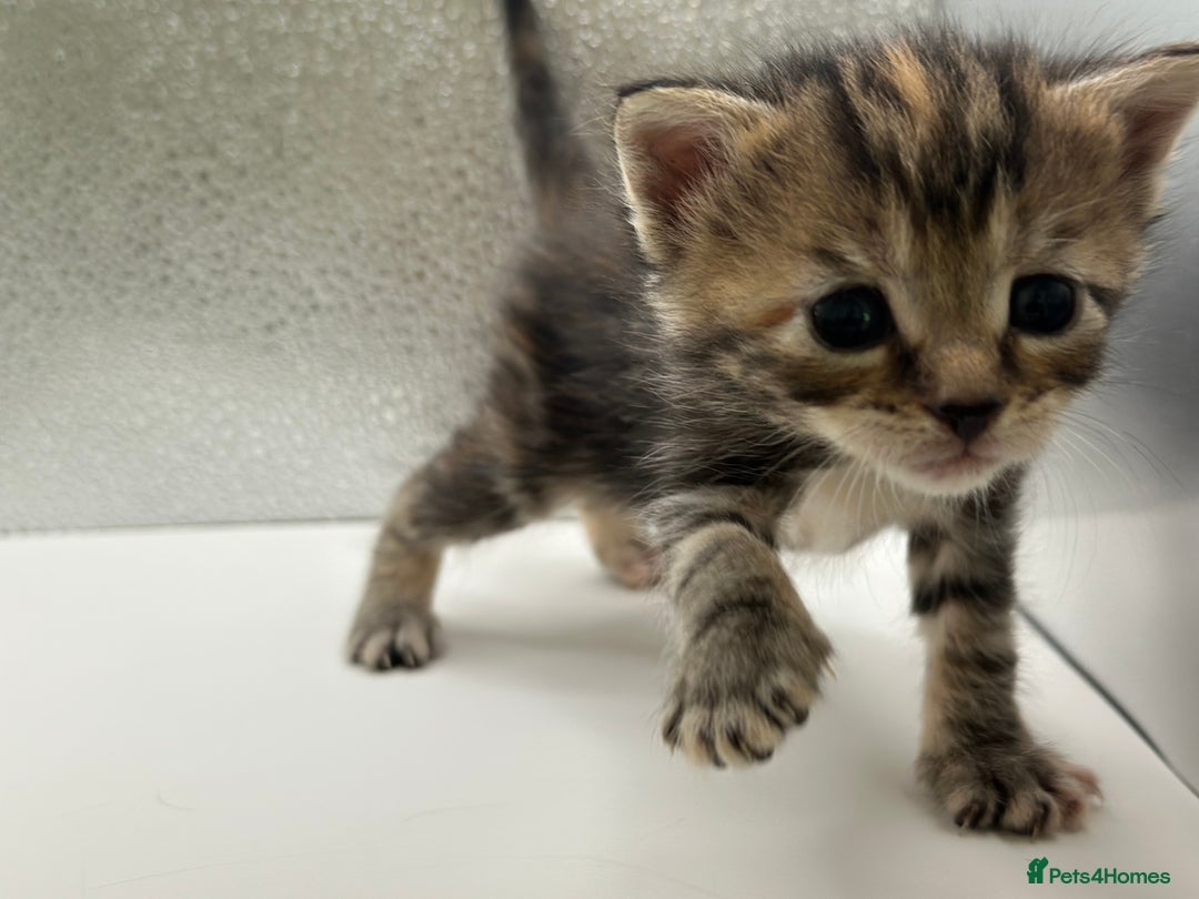 Maine Coon cats for sale: Main coon X  - Image 3