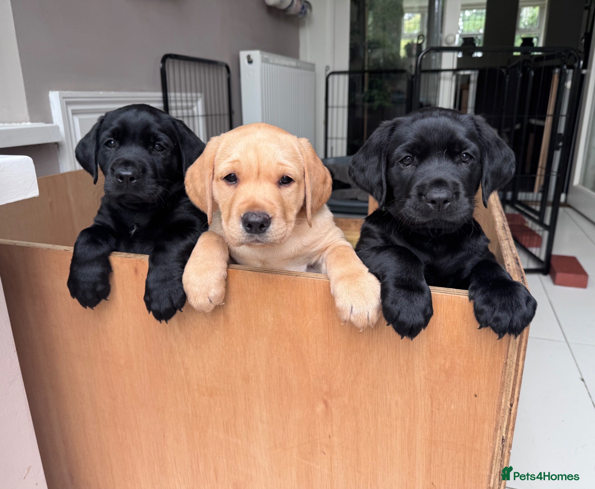 Labrador Retriever dogs Chunky black KC pedigree pups-many titles FTCH - Advert 1