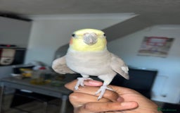 Cockatiels birds for sale: Two cockatiels - Image 2