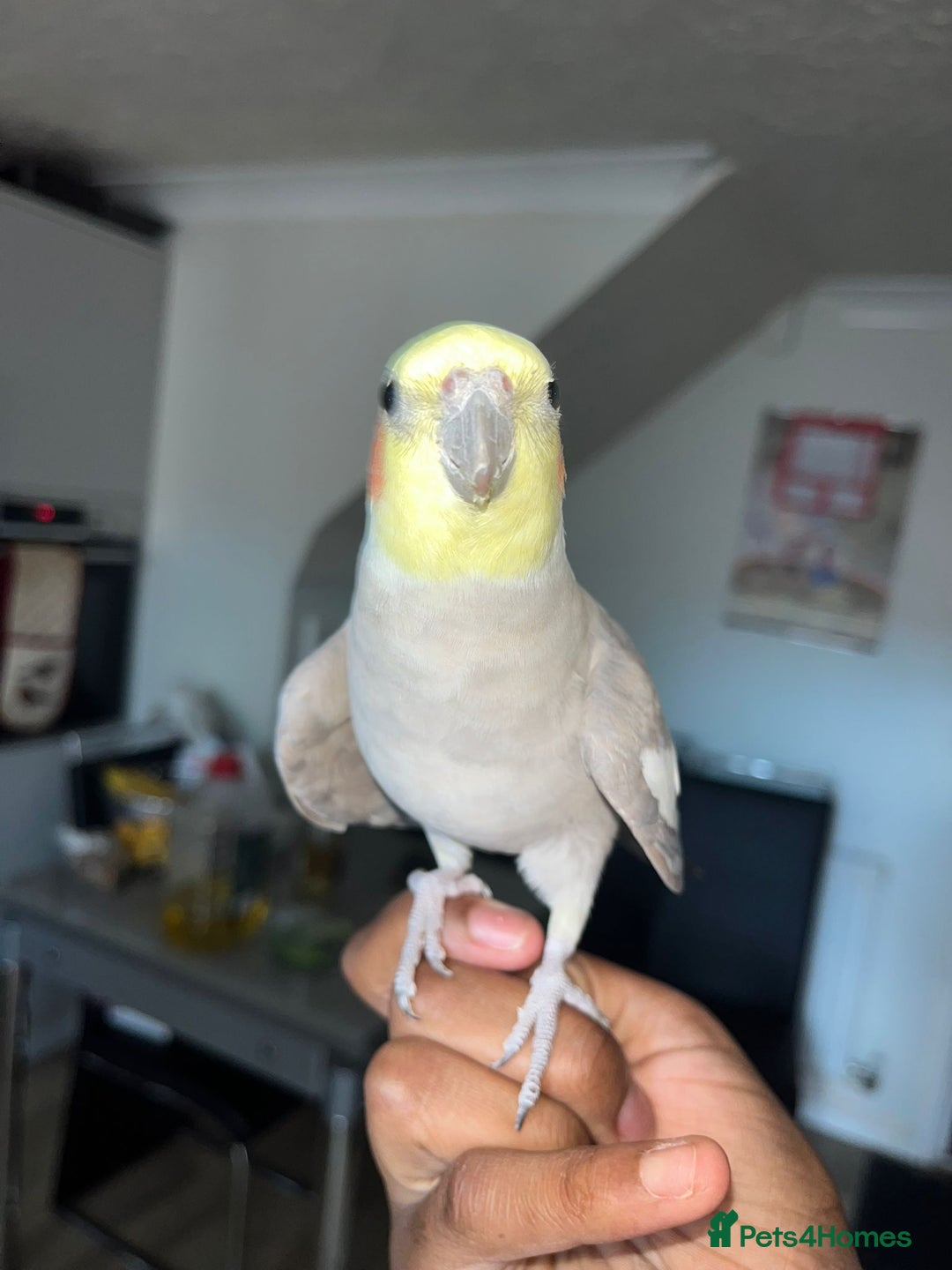 Cockatiels birds for sale: Two cockatiels - Image 2