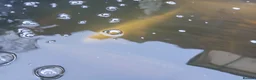 Pond Fish fish for sale: 12 Large Pond Fish - Advert 4