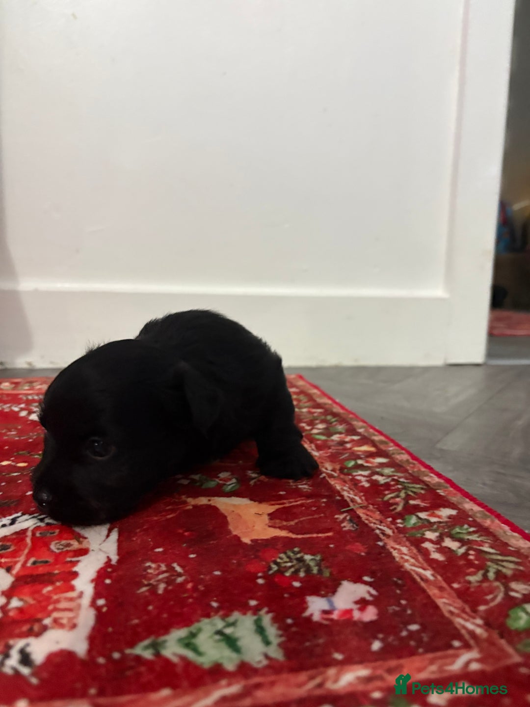 Yorkshire Terrier dogs for sale: Yorkshire terrier, terrier cross puppies - Advert 25