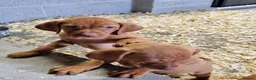 Hungarian Vizsla dogs for sale: Beautiful KC Registered Hungarian Vizsla Puppies  - Advert 20
