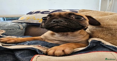 Frug dogs - Advert 15