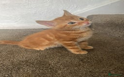 Burmese cats for sale: Kittens  - Image 4