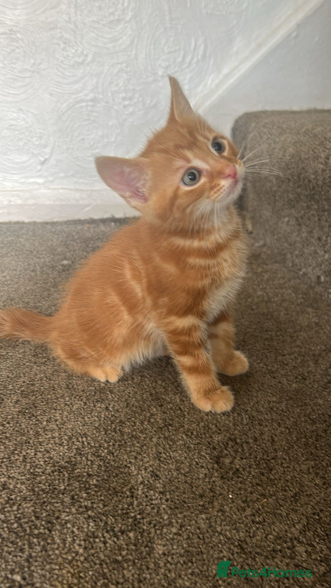 Burmese cats for sale: Kittens  - Image 4