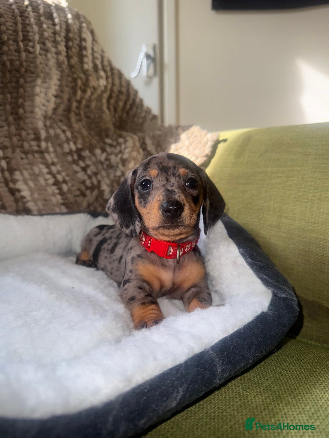 Miniature Dachshund dogs for sale: True miniature smooth coat dachshund puppies  - Image 13