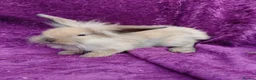 Mini Lion Lop rabbits for sale: Mini lion head lop  - Advert 5