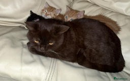 British Shorthair cats for sale: Georgous litter of British short-hair kittens - Image 3