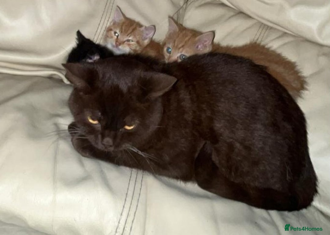 British Shorthair cats for sale: Georgous litter of British short-hair kittens - Image 3