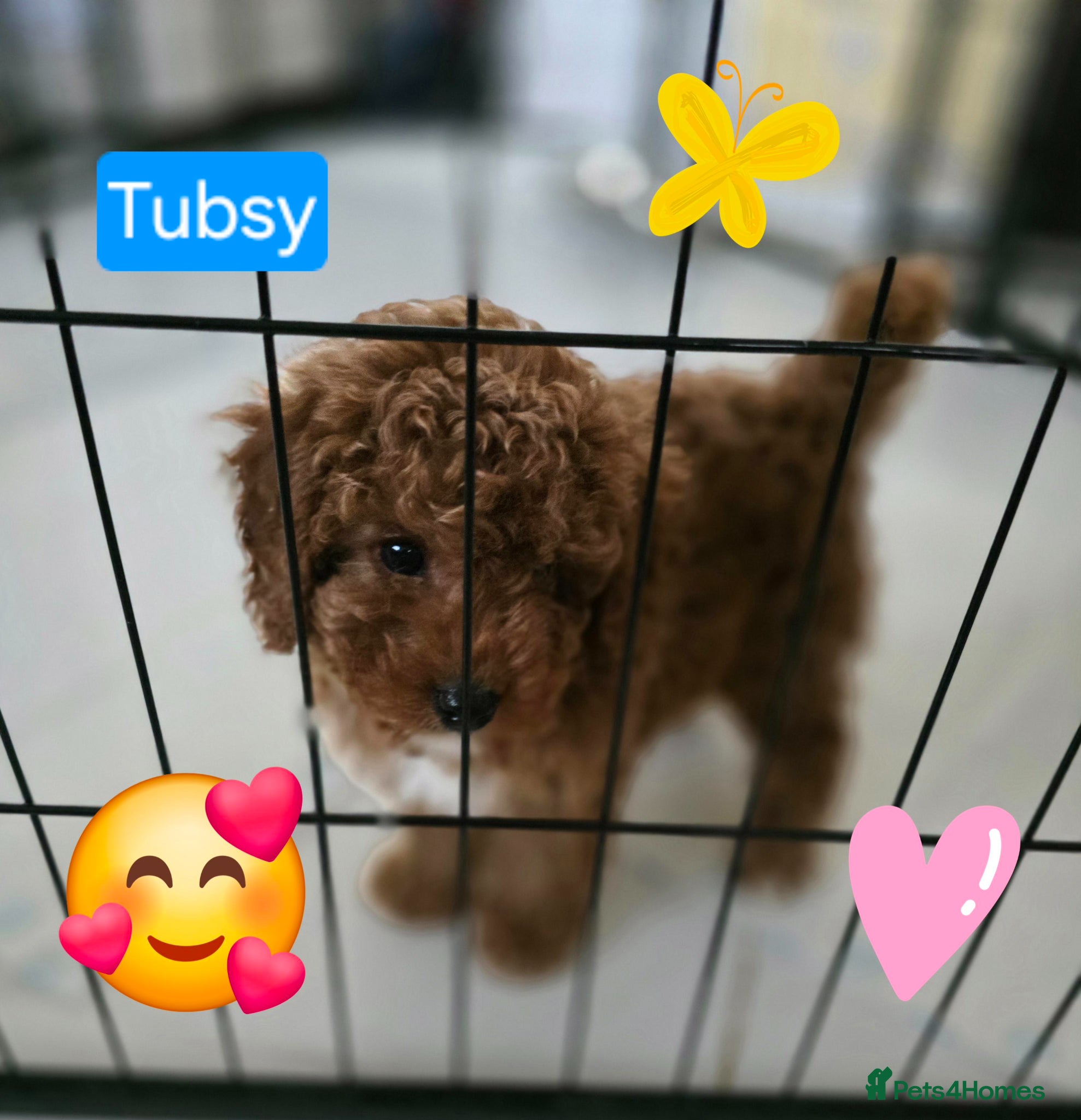 Cavapoo dogs One Toy Cavapoo's Left - Both Girls - Advert 1