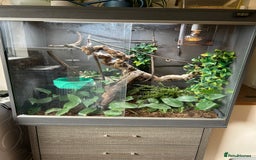 Chameleon reptiles for sale: Male chameleon and full set up  - Image 6
