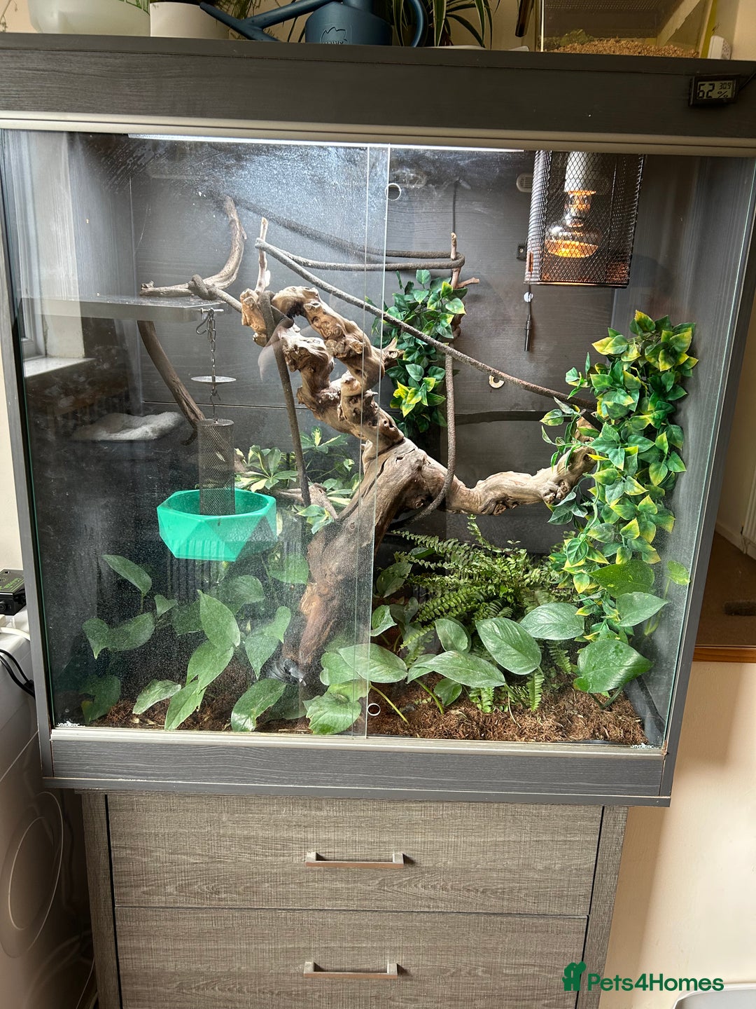 Chameleon reptiles for sale: Male chameleon and full set up  - Image 6