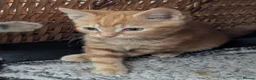 Mixed Breed cats for sale: Premium kittens - Advert 11