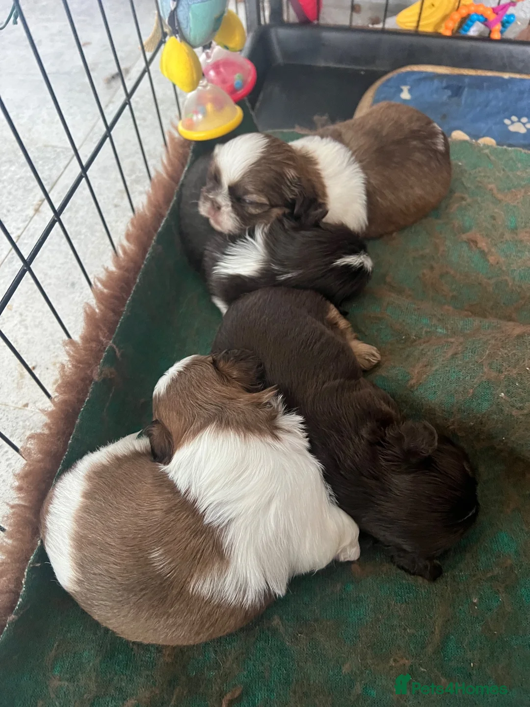 Shih Tzu dogs for sale: Stunning small imperial boys - Advert 2