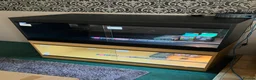 Bearded Dragon reptiles for sale: Bearded Dragon + New Vivarium Setup kit - Advert 1
