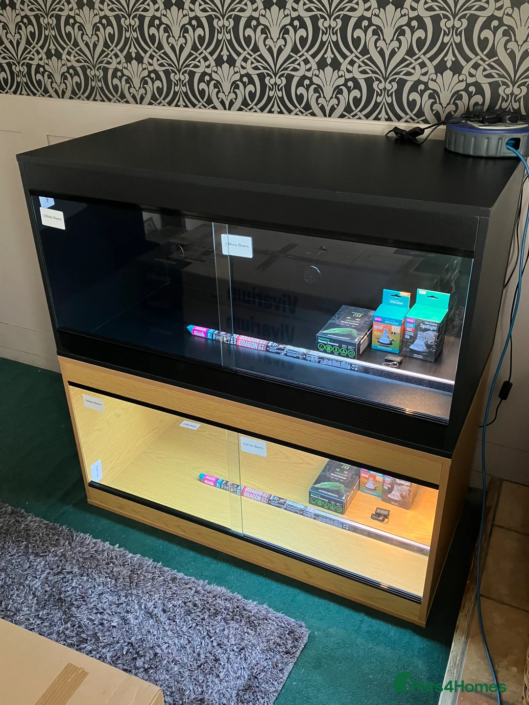 Bearded Dragon reptiles for sale: Bearded Dragon + New Vivarium Setup kit - Advert 1