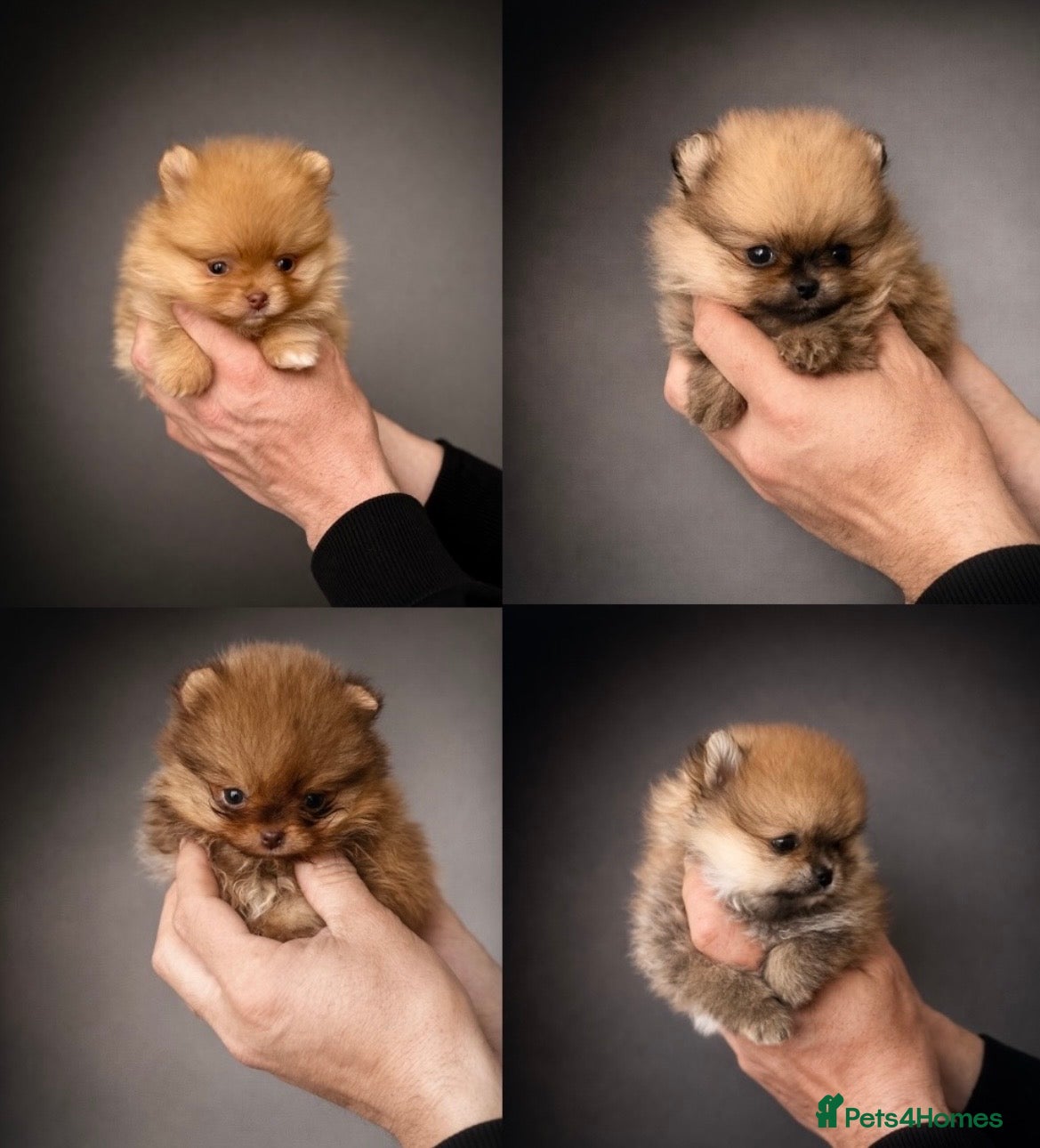 Pomeranian dogs 🔝Show Class🐻Tiny🏆Championship  - Advert 2