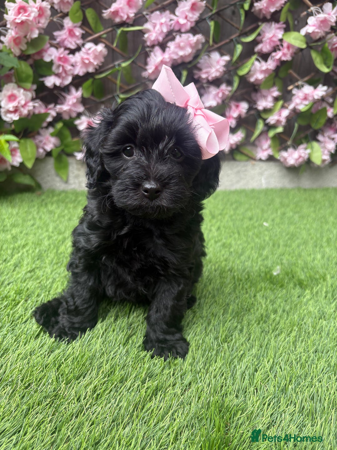 Cavapoo dogs for sale: REDUCED! 1 gorgeous little boy left and ready! in Grays - Image 3