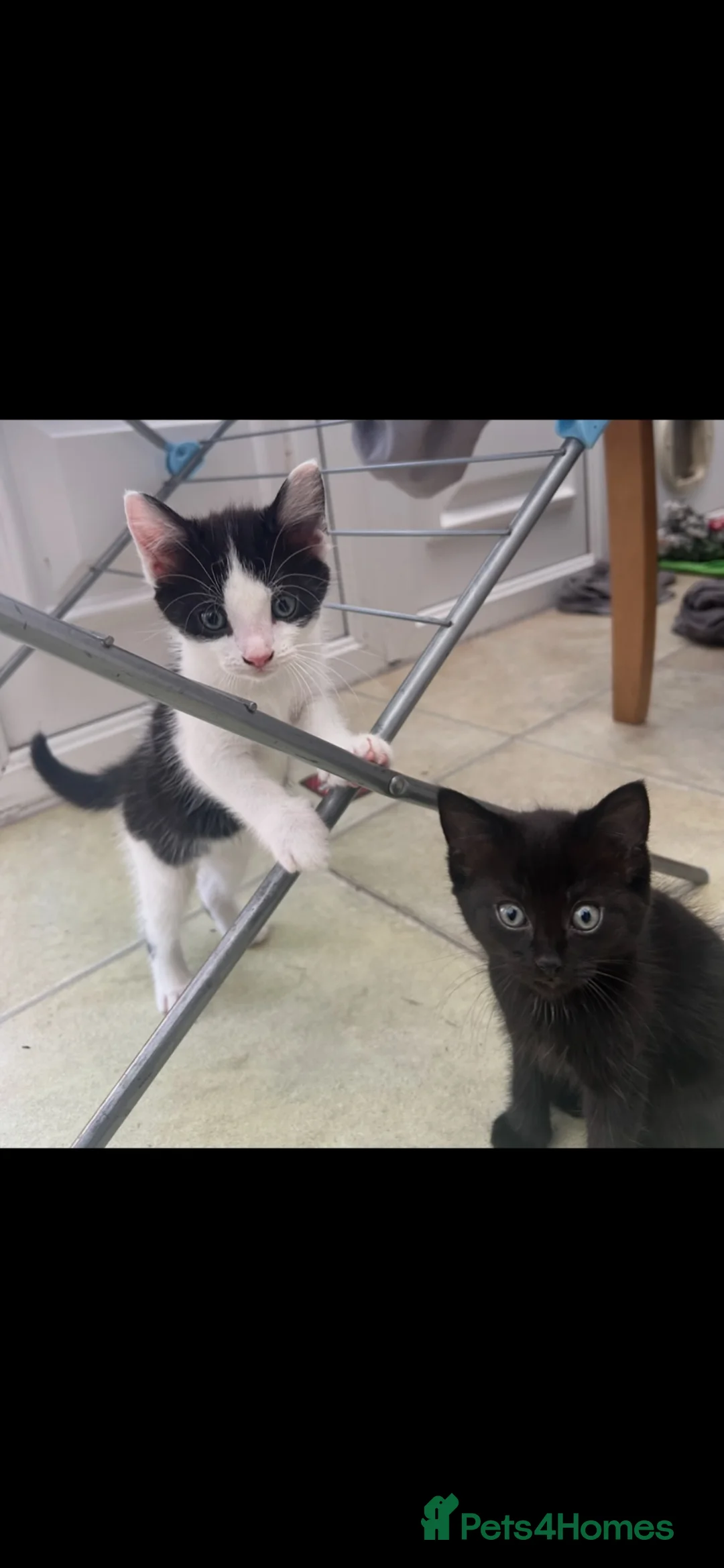 Domestic Shorthair cats for sale: Ready to be rehomed!  - Advert 7