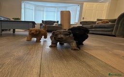 Labradoodle dogs for sale: Miniature labradoodle puppies  - Image 2