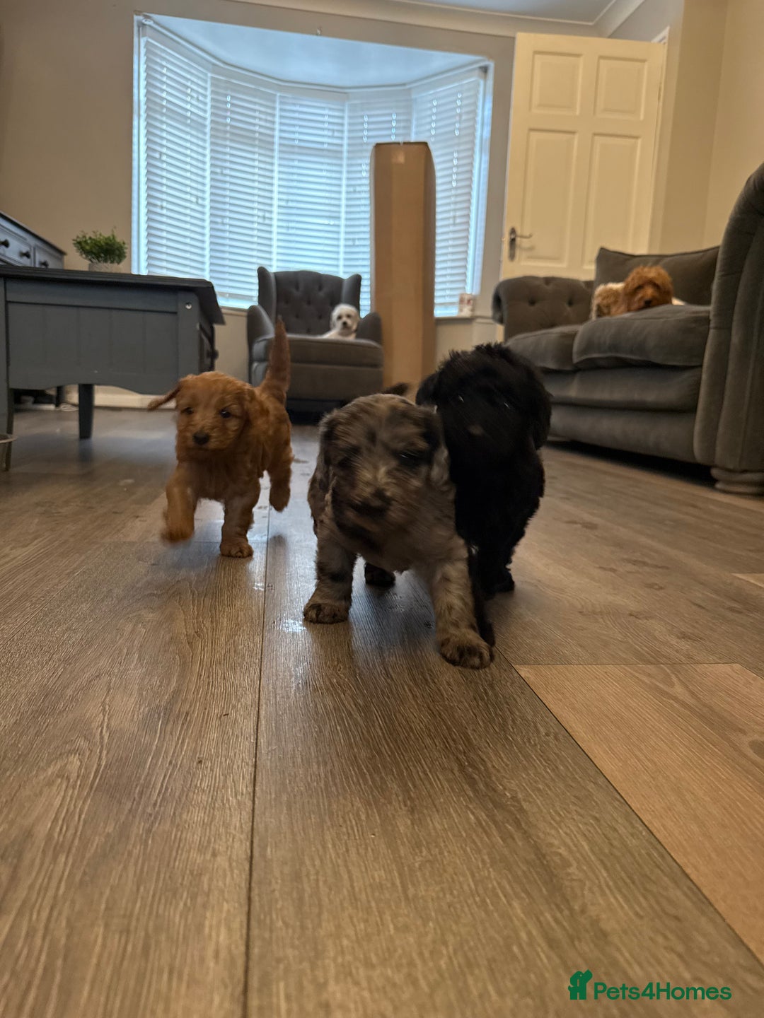 Labradoodle dogs for sale: Miniature labradoodle puppies  - Image 2