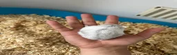 Hamster rodents for sale: Russian hamster  in London - Advert 4