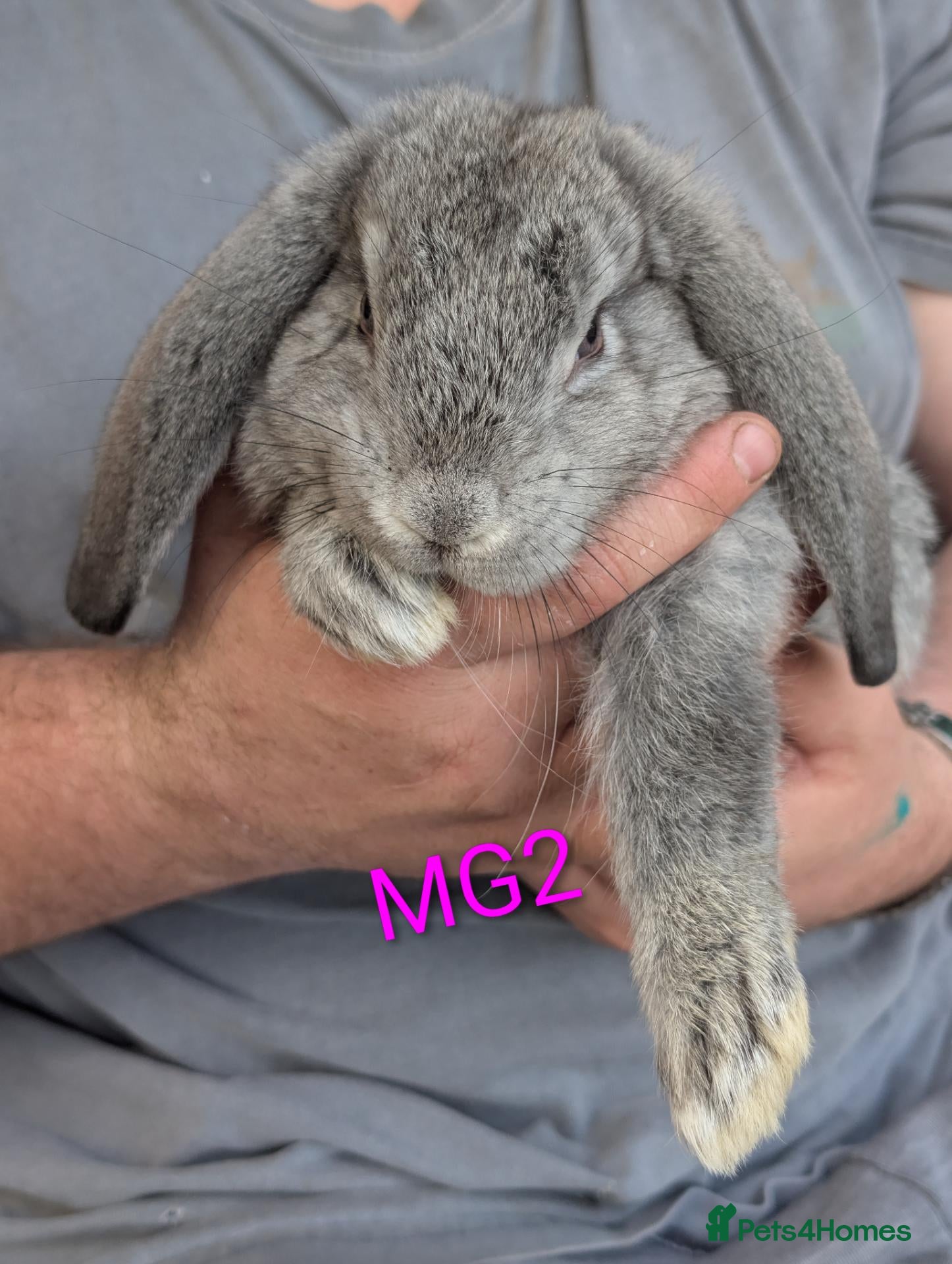 French Lop rabbits Beautiful french lops - Advert 1