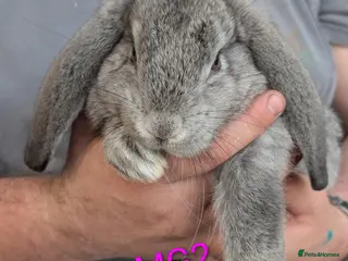 French Lop rabbits Beautiful french lops - Advert 1