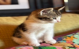 Mixed Breed cats for sale: 7 happy kittens ready for their new home - Image 14