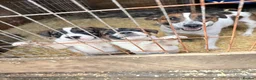 Jack Russell dogs for sale: One little male Jack Russell - Advert 9