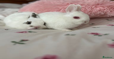 Netherland Dwarf rabbits - Advert 1