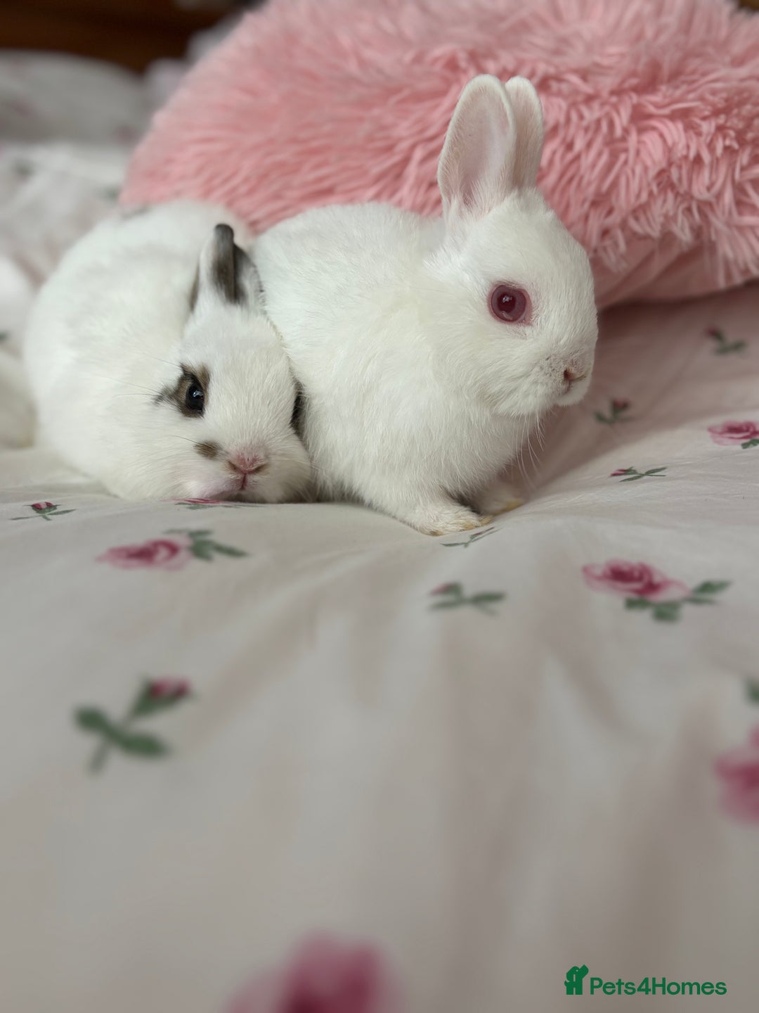 Netherland Dwarf rabbits for sale: 2 Netherlands Dwarf babies  - Image 2