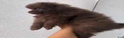 Pomeranian dogs for sale: CHAMPION LINES KC POMERANIAN PUPPIES  - Advert 9