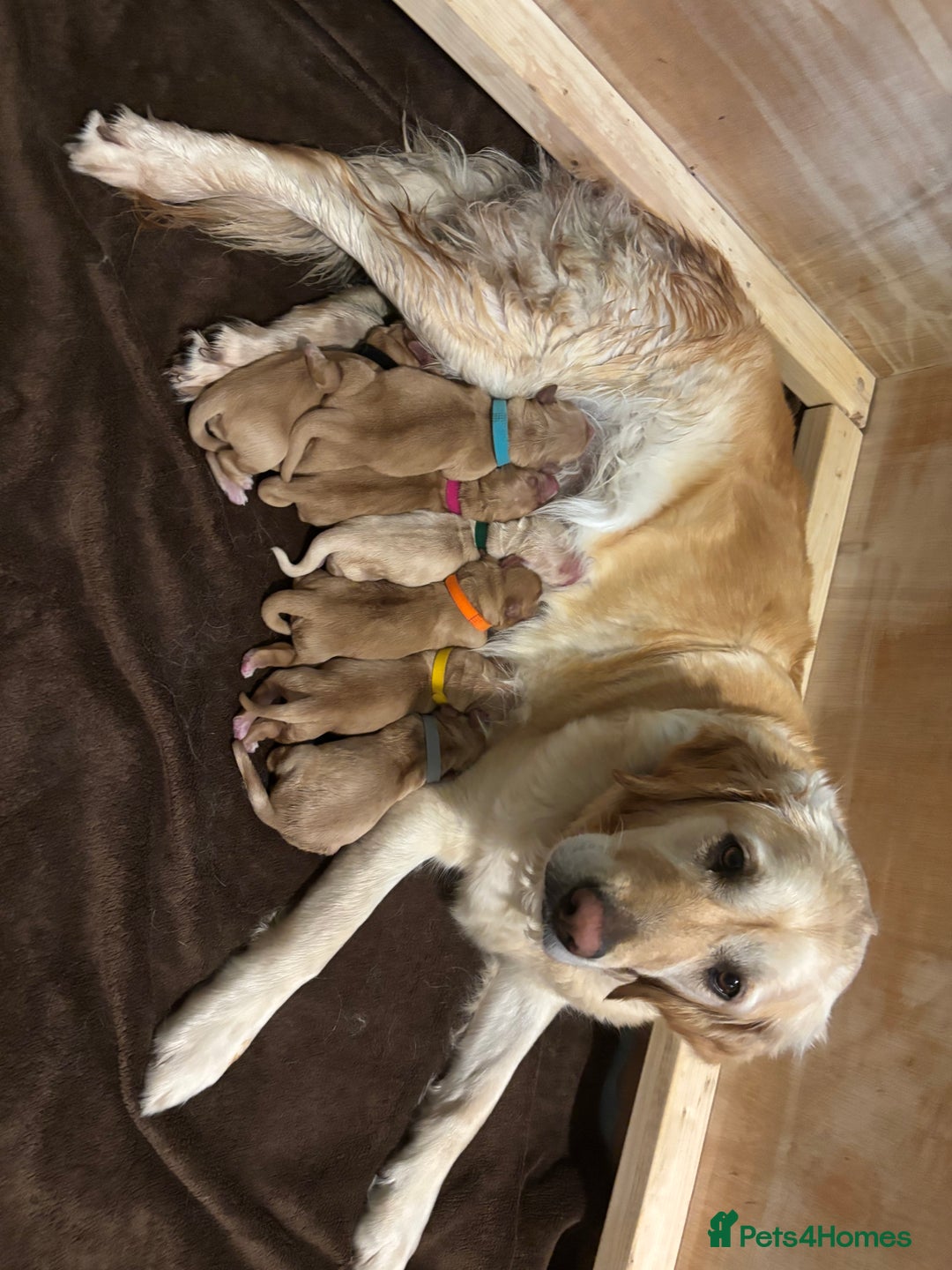 Golden Retriever dogs for sale: Beautiful Golden Retriever puppies  - Image 1