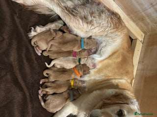 Golden Retriever dogs - Advert 5