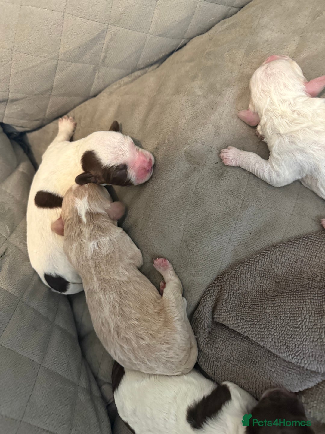 Mixed Breed dogs for sale: Springerpoo pups  - Image 3