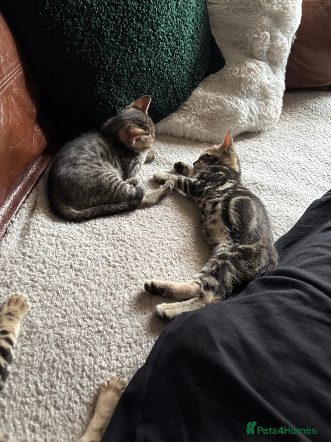 Bengal cats for sale: Bengal x kittens  - Advert 2