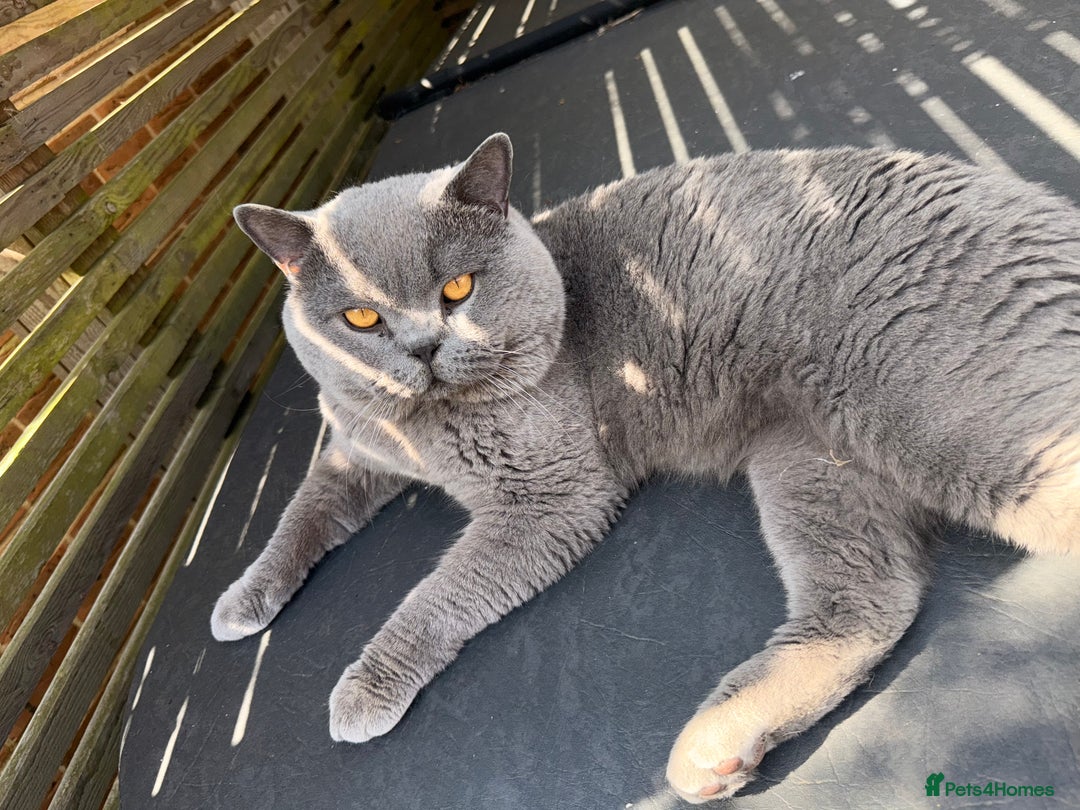 British Shorthair cats for sale: Male british shorthair - Image 1